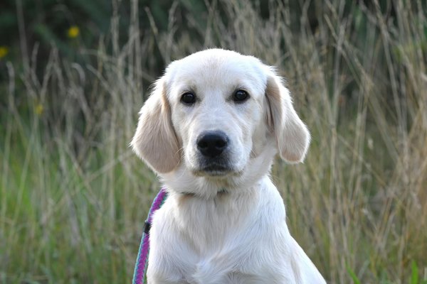 Collerette pour chien : 5 options élégantes pour le confort de votre animal