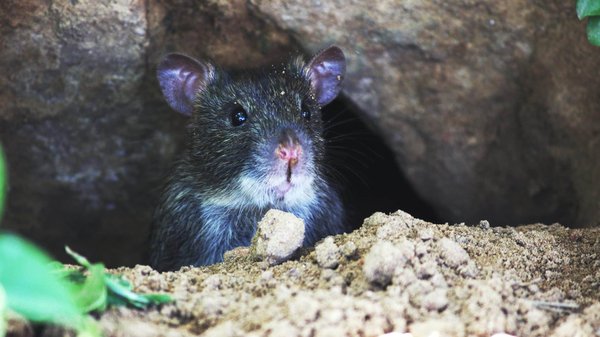 Comment les rats peuvent-ils être dressés pour détecter les mines terrestres?
