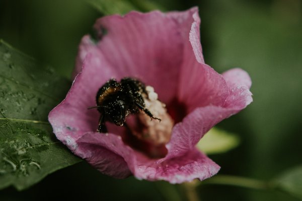 Qu'est-ce que la pollinisation par les chauves-souris et quel est son impact sur l'environnement?
