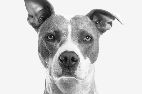 Comment gérer un chien de race Terrier Japonais qui présente des signes de jalousie envers les nouveaux animaux domestiques?