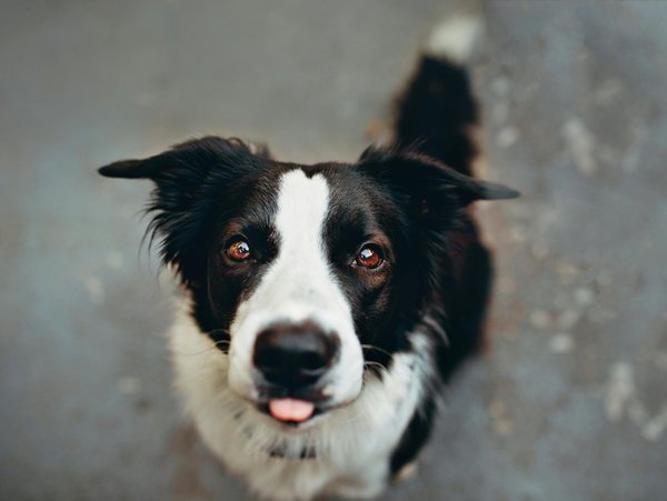 Quelles mesures prendre pour protéger un chien de race Border Collie du surmenage lors d'activités d'agilité intense?